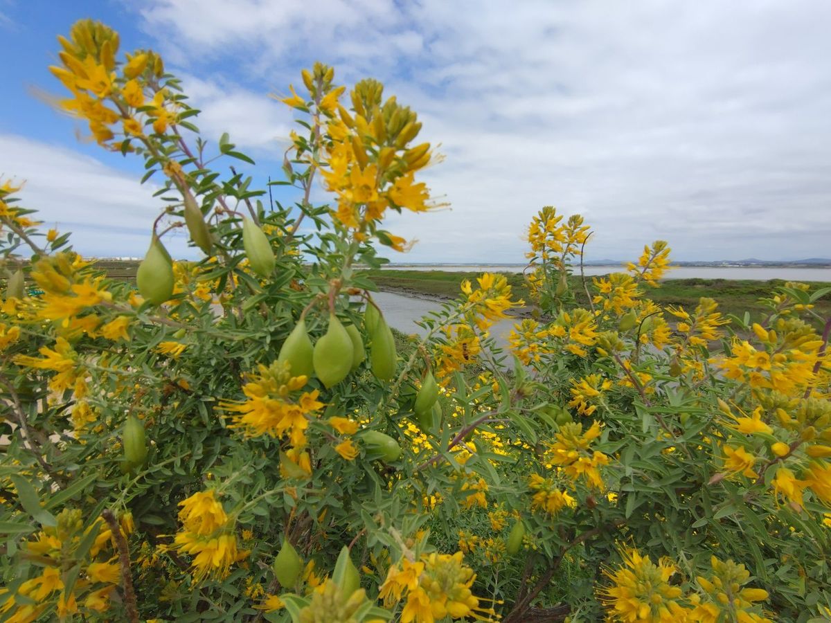 Volunteer Opportunity: Habitat Restoration @ Tijuana Slough