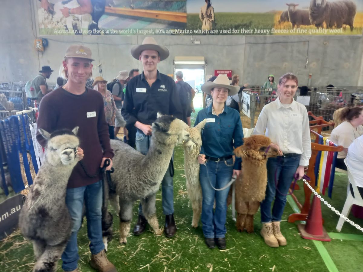 WA Alpaca Youth Handling Competition