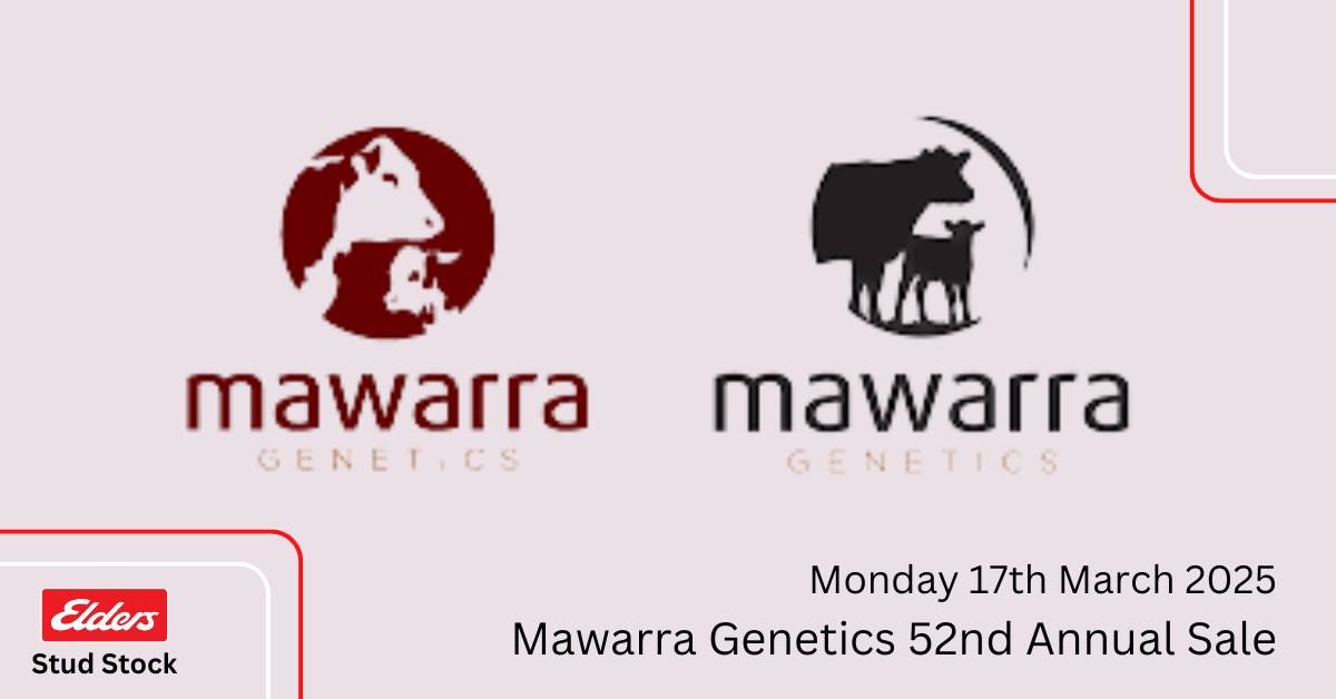 Mawarra Genetics 52nd Bull Sale