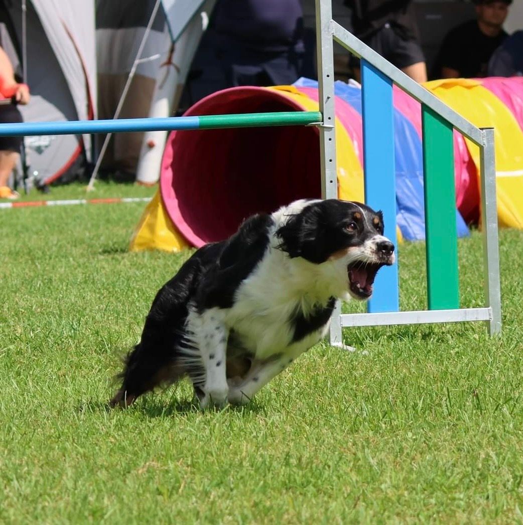 Agility-Sommer der Inntaler Hundesportfreunde Ering e.V.