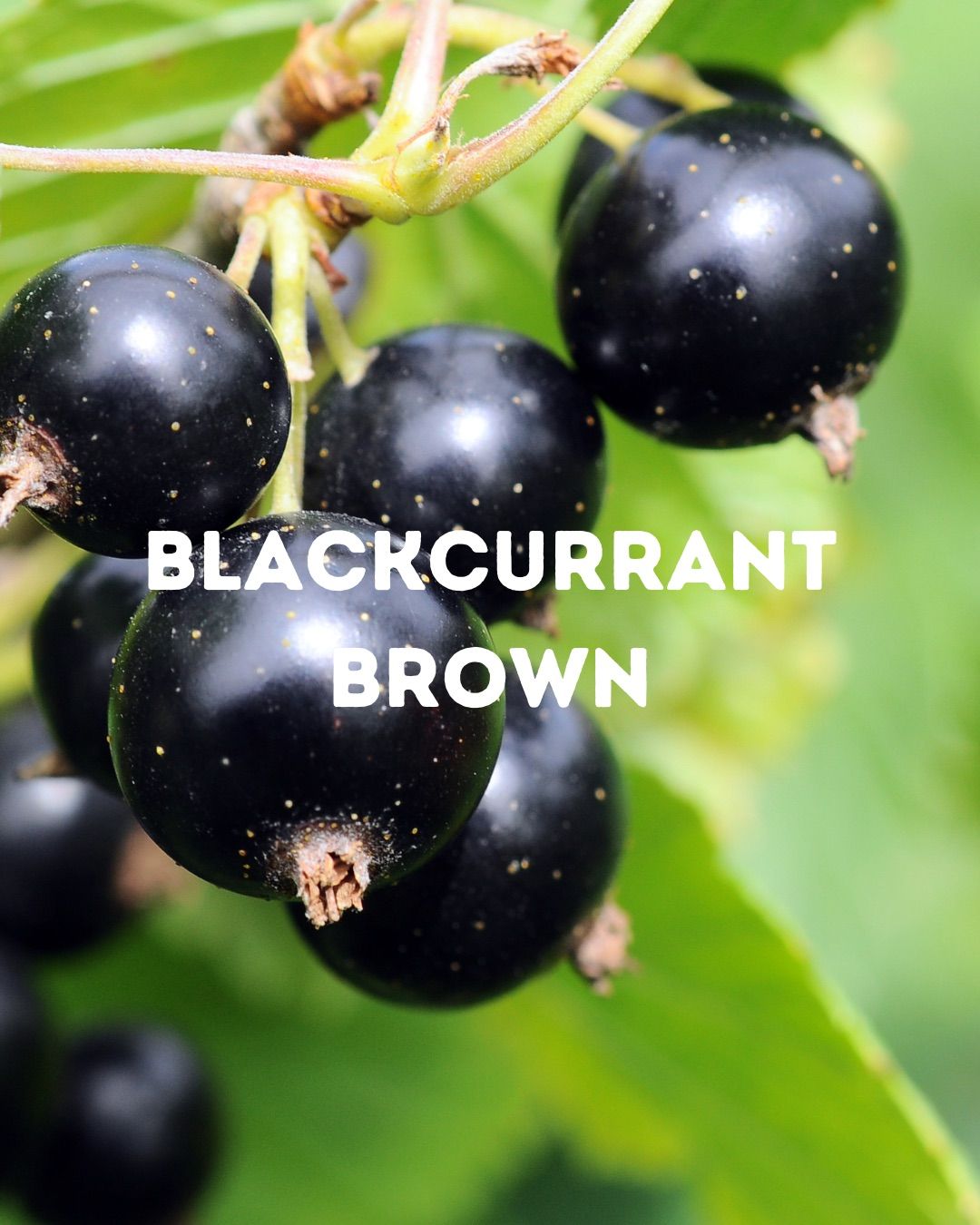 Tiny Tap: Blackcurrant Brown 