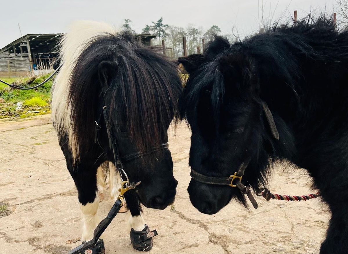 Formation in Hand Clinic at Hitts Barton for Minis (Shetlands and Small Ponies)