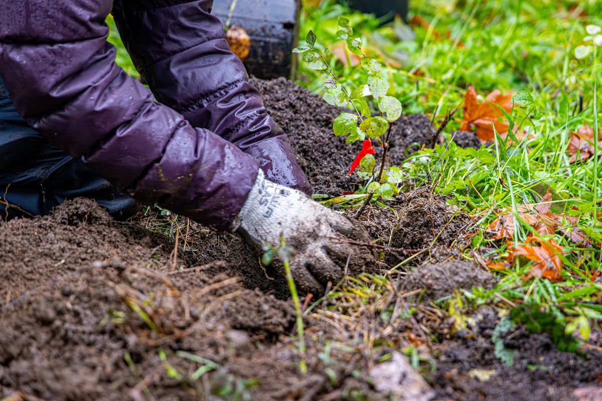 Green Issaquah Day: Anthology Open Space Tree Planting