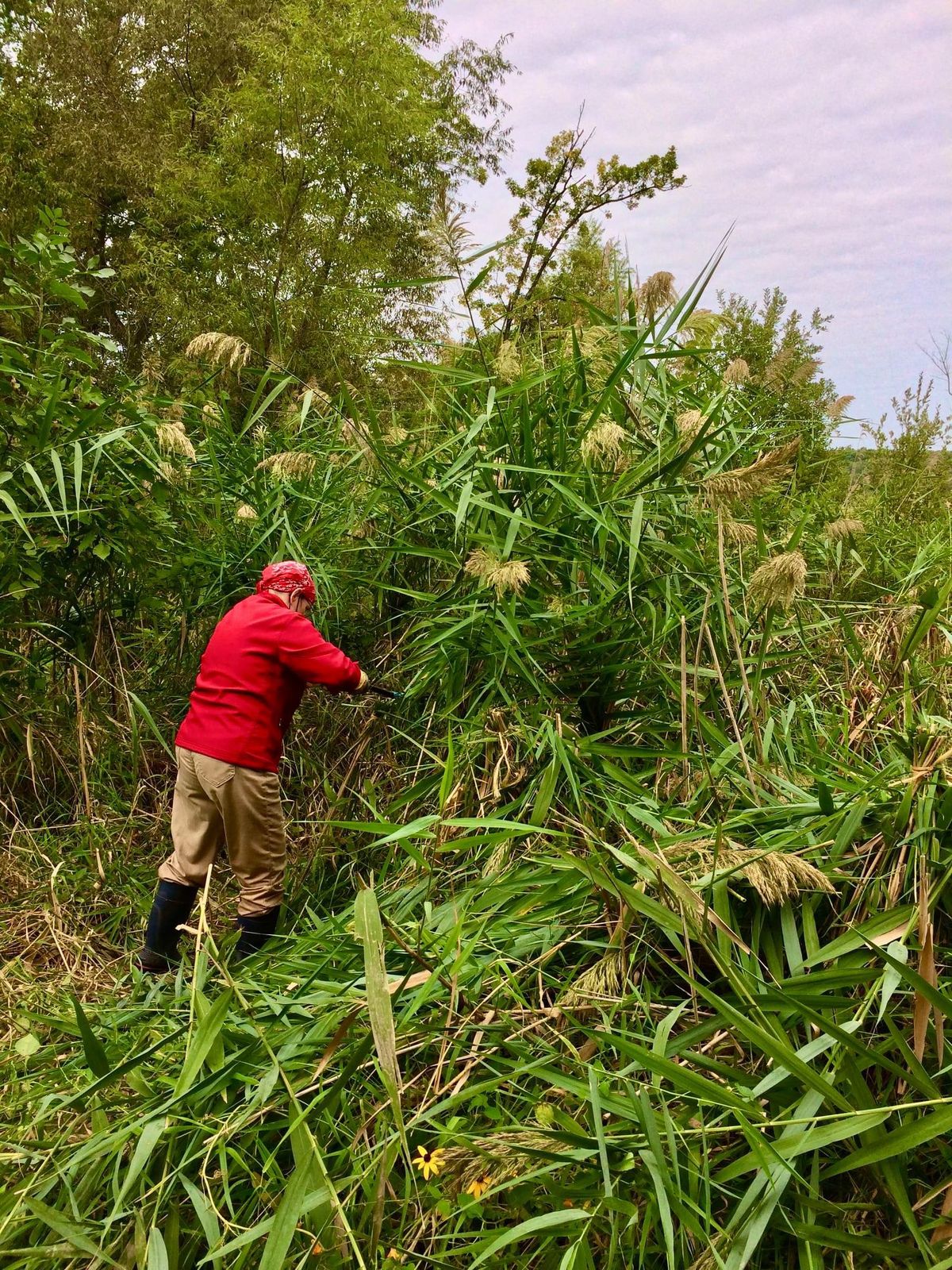 Help Remove Invasive Phragmites (Giant Reed Grass)