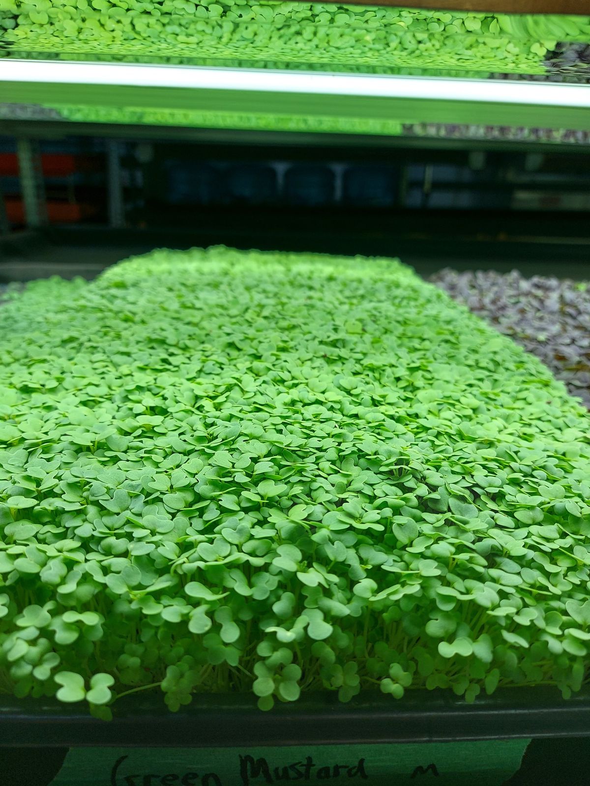 Introduction to Growing Microgreens 