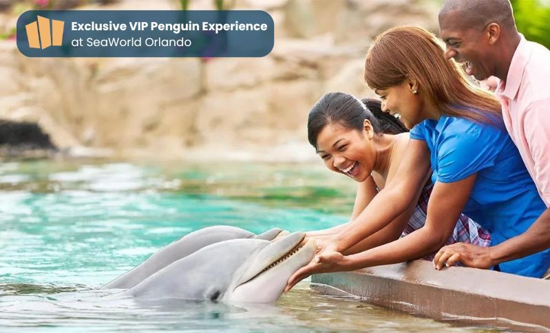 \ud83d\udc2c VIP Dolphin Experience at SeaWorld Orlando Getaway Deal \ud83c\udf0a $449 Per Couple