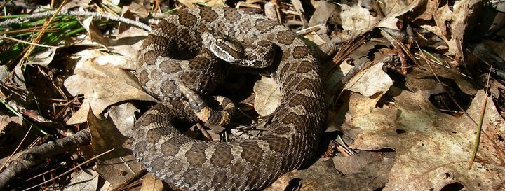 Getting to Know Snakes of Ontario