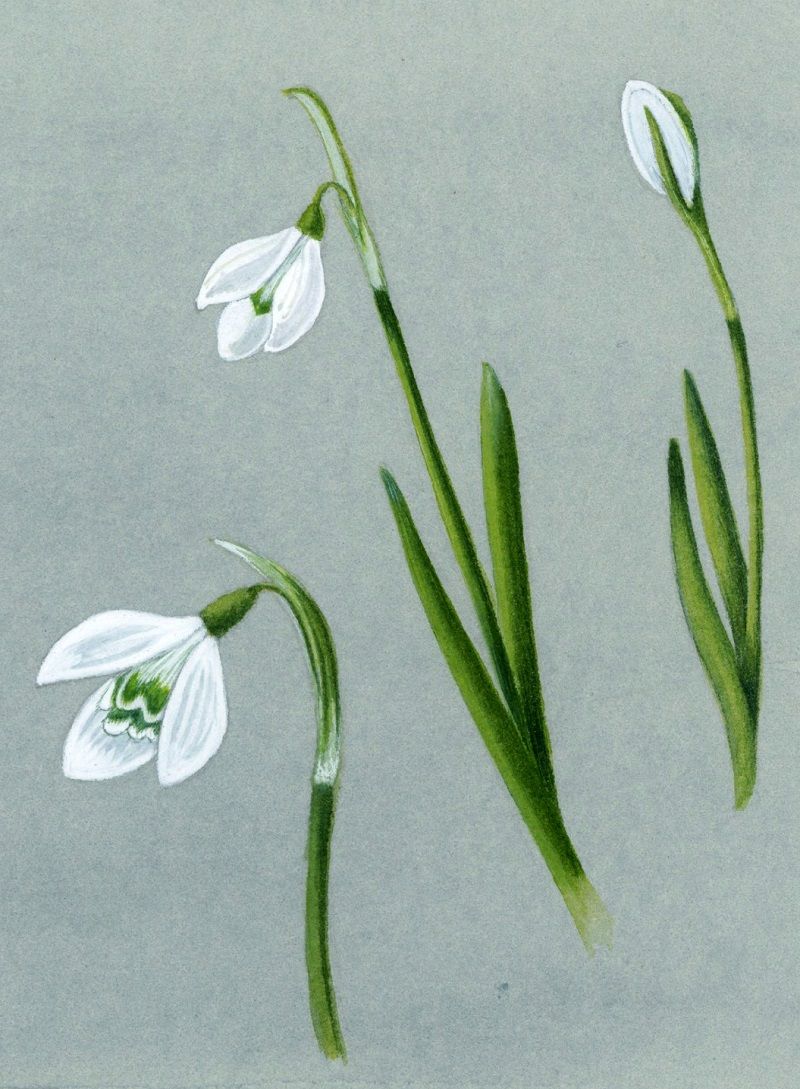 Imbolc - Snowdrop Art Workshop