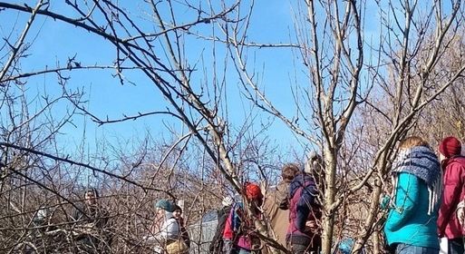 Fruit Tree Pruning Workshop with Tim Foster