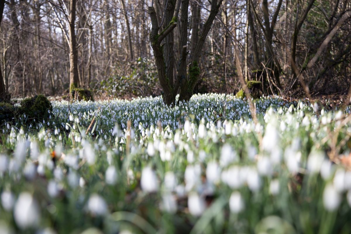 Guided snowdrop tour with lunch