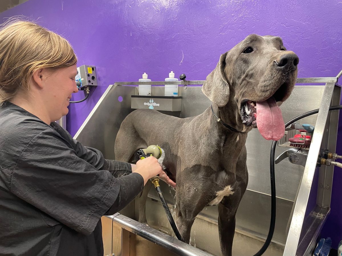 5th Annual Dog Wash-a-thon!