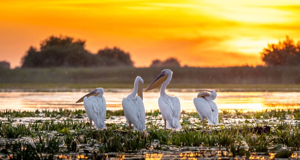 Excursie \u00een Delta Dun\u0103rii