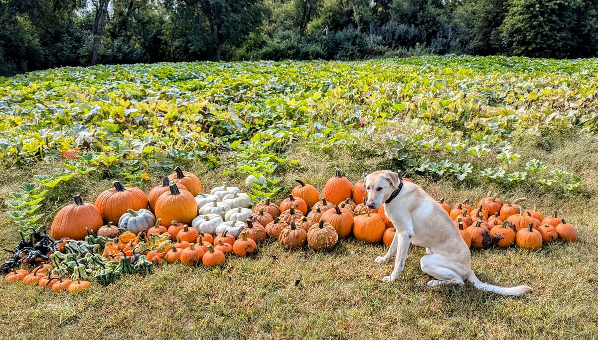 Meet Nixon and buy Pumpkins at Fleet Farm