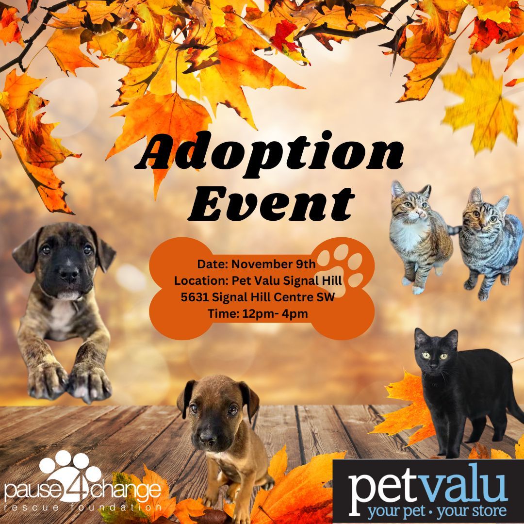 November Adoption Event @ Pet Valu Signal Hill 