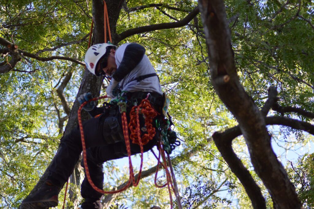 Illinois Tree Climbing Competition