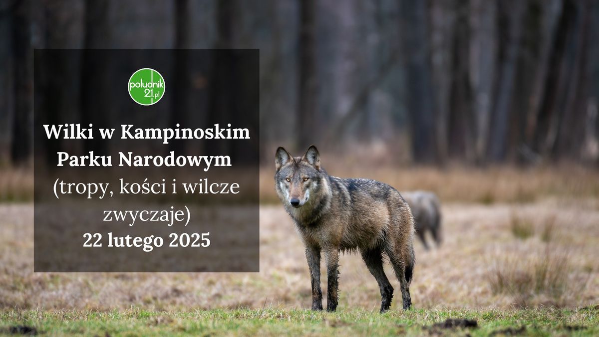 Wilki w Kampinoskim Parku Narodowym (tropy, ko\u015bci i wilcze zwyczaje)