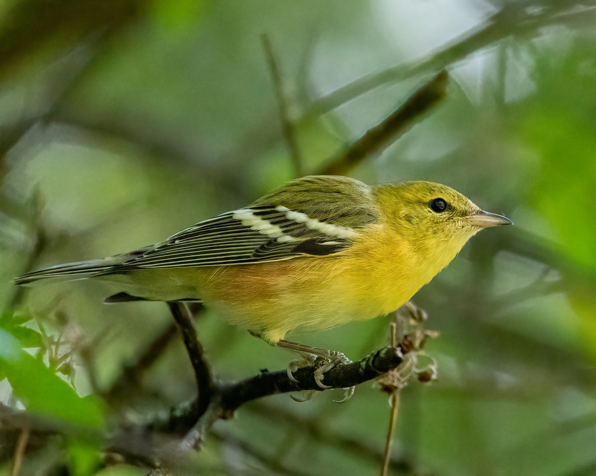 Fall Bird Walk