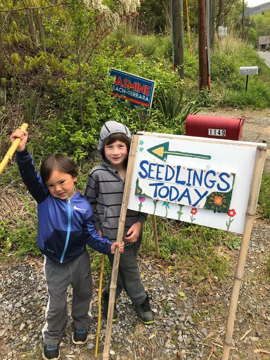 Little Farm Seedling Sale S Little Farm Black Mountain 10 June 21