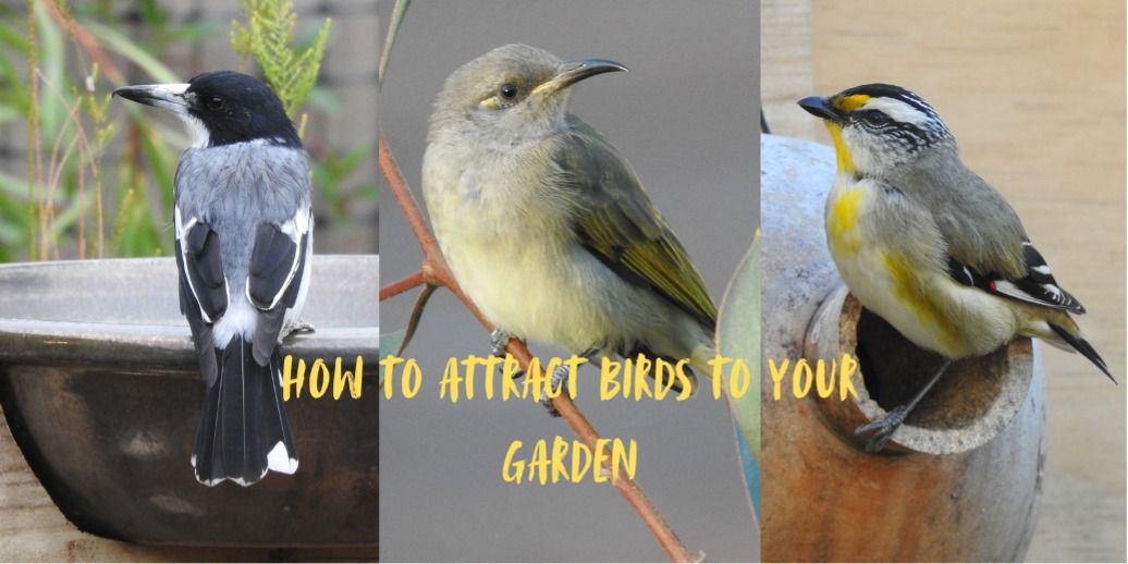 How to attract birds to your garden!