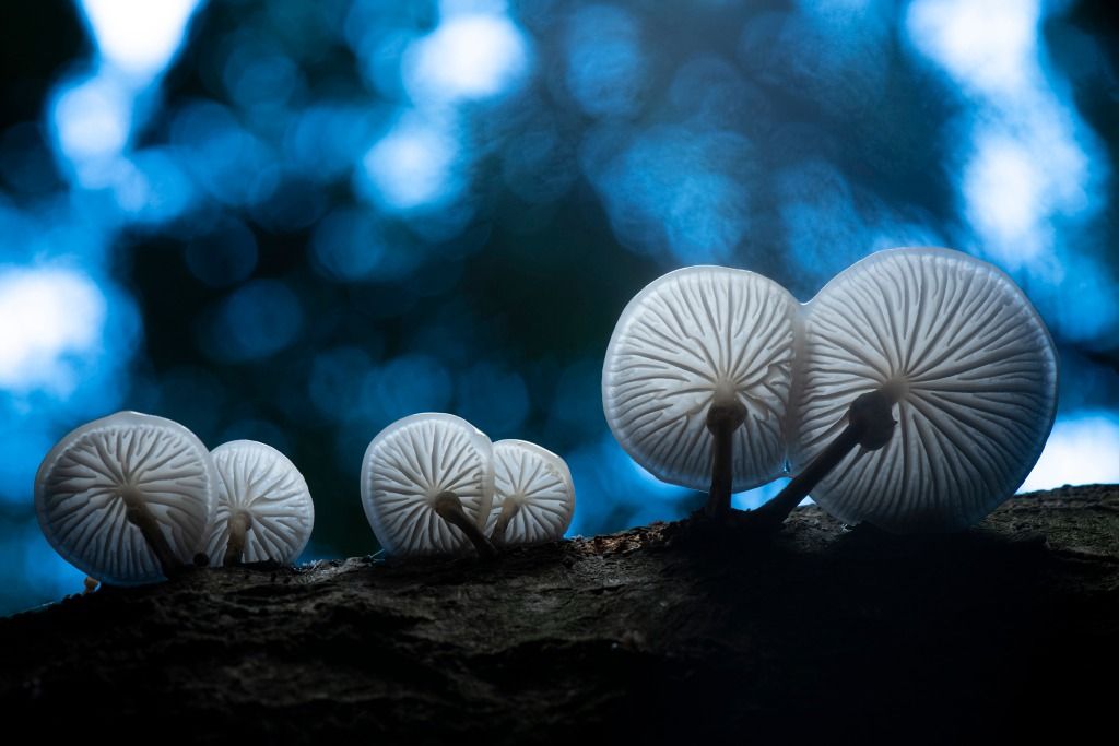 Fungi and Woodland Stroll