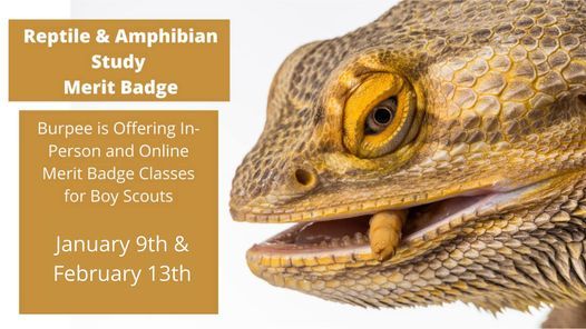 Reptiles and amphibians merit badge