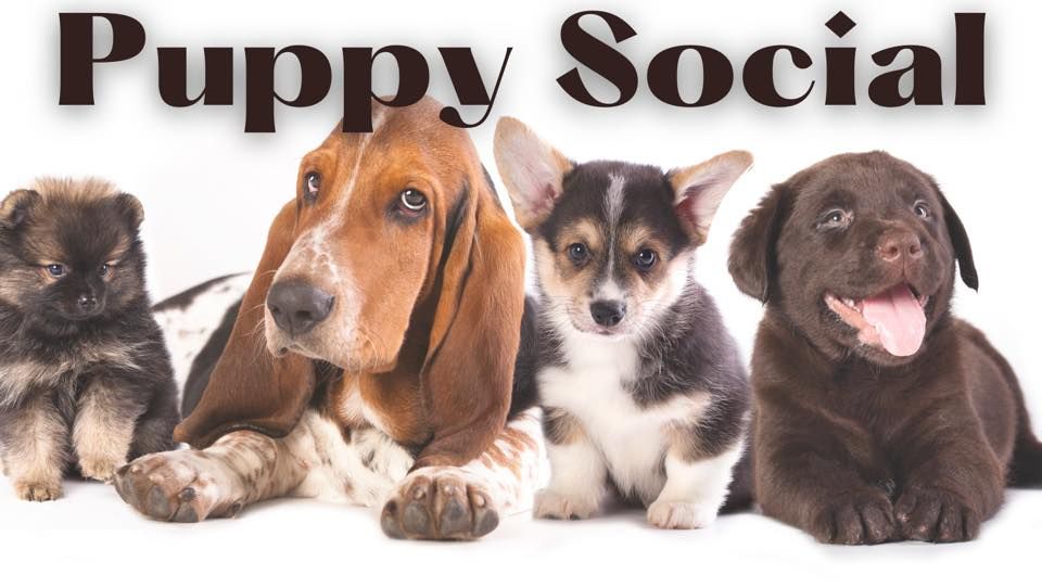 Puppy Play and Socialization 