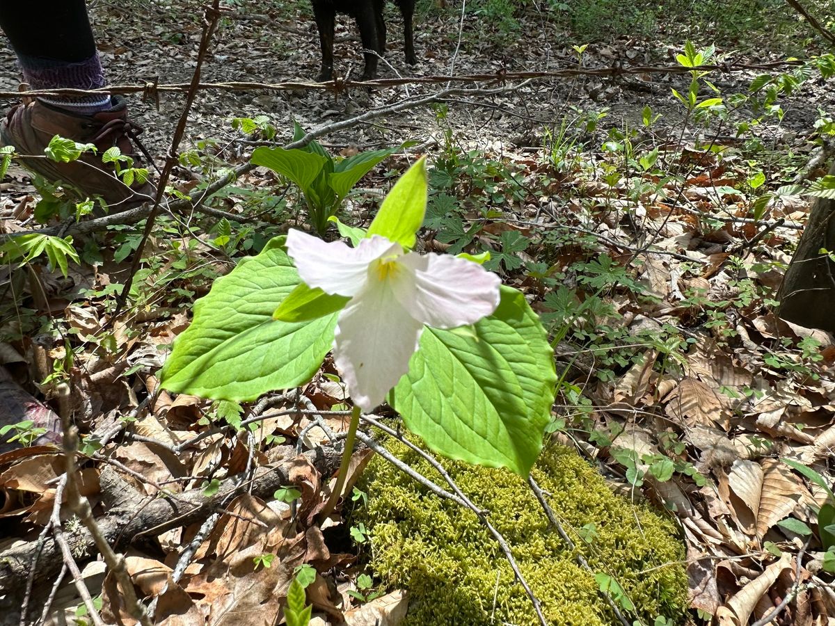 Spring Nature Hike