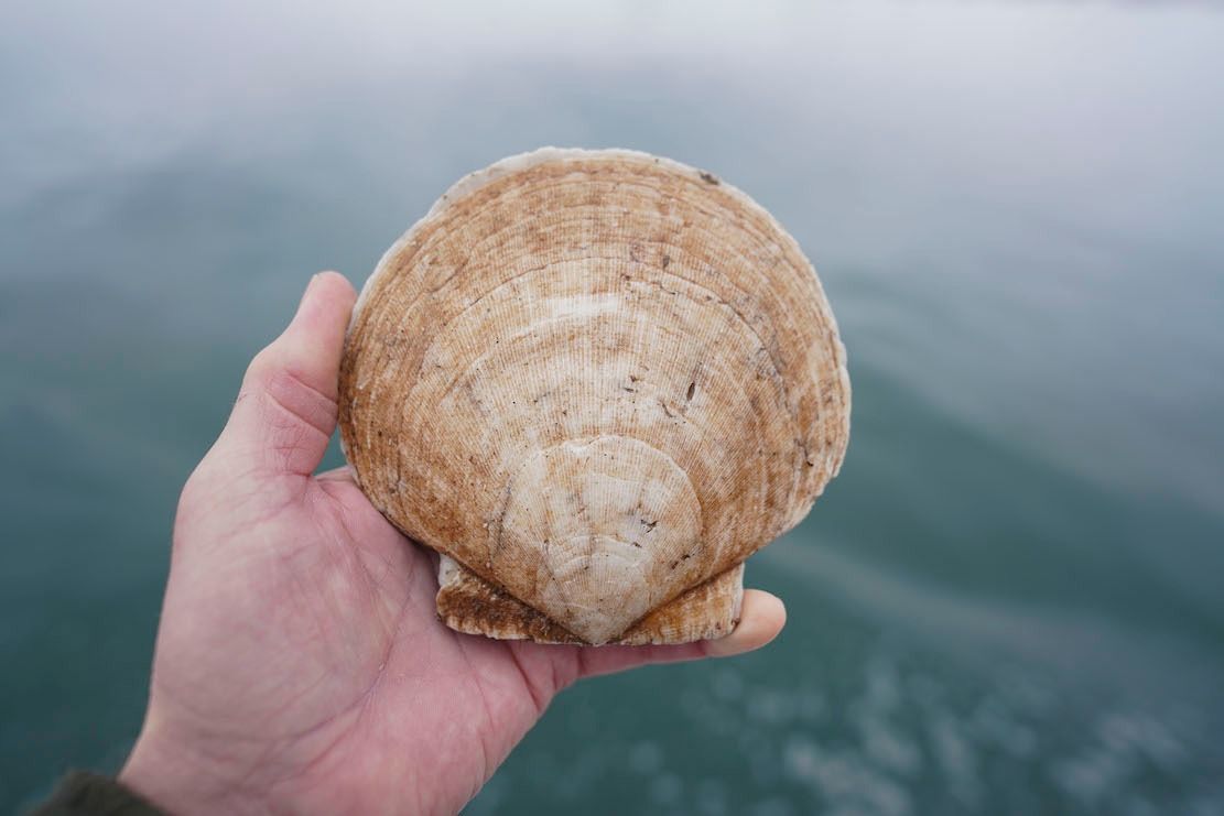 Scalloping in Cobscook Bay with Paul Cox and Chris Bartlett