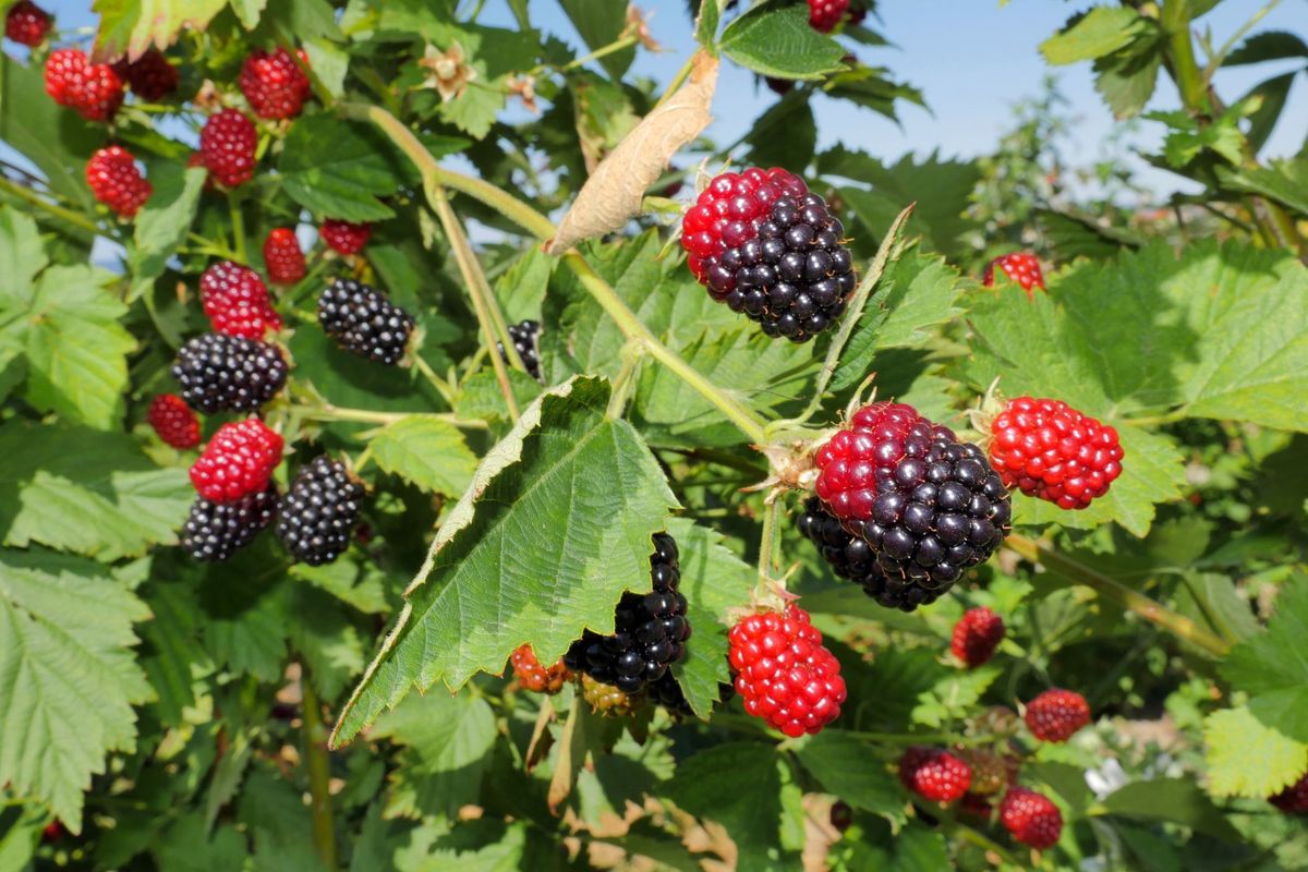 Uses for Black Berry, Rubus spps.