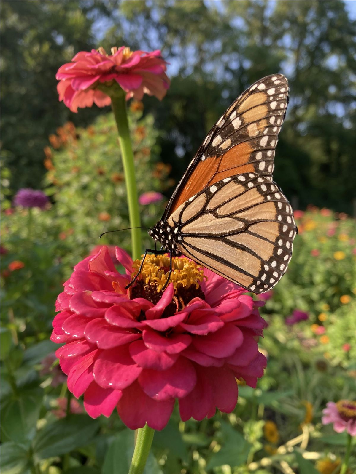 Building Bridges Garden Club: Planting Summer's Bounty (workshop 4)