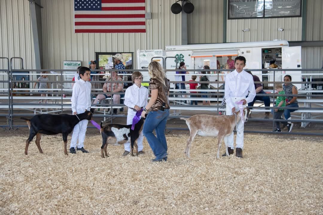 4-H\/FFA Dairy Goat Show