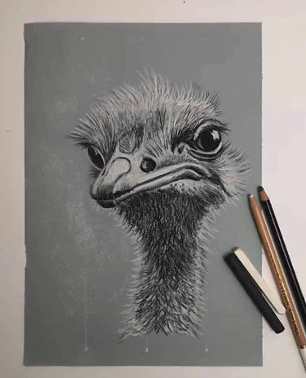 Chalk & Charcoal Ostrich Workshop with Eunice Friend 