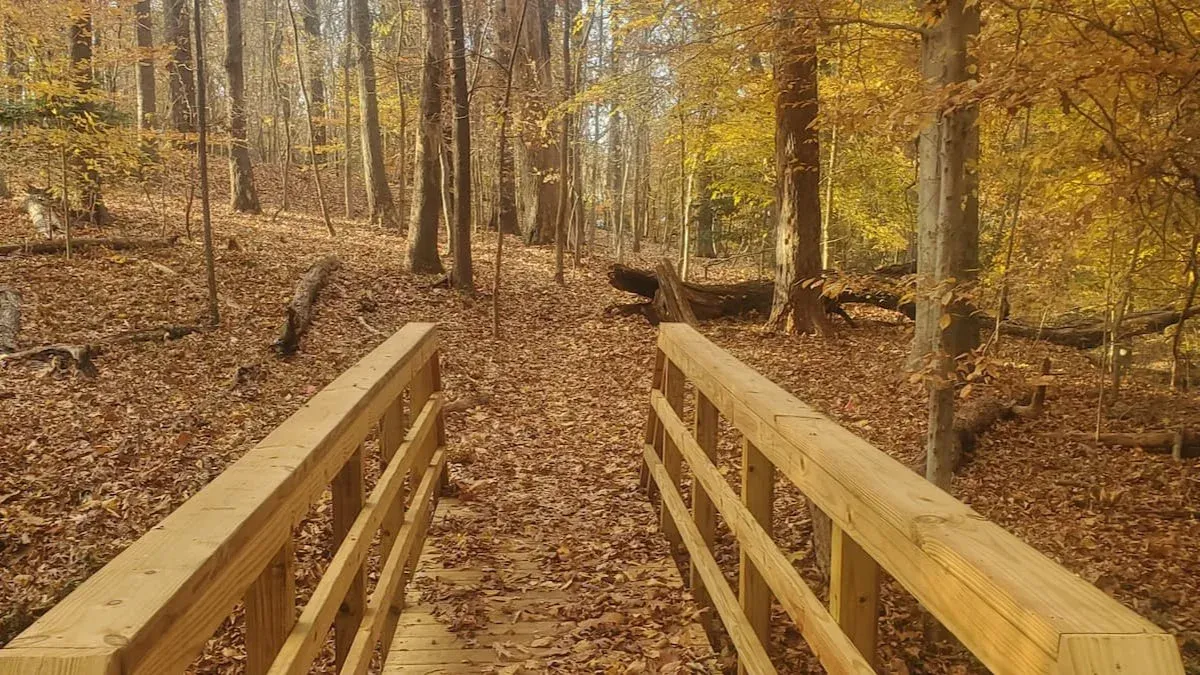 Fall Forest Healing at Pine Camp