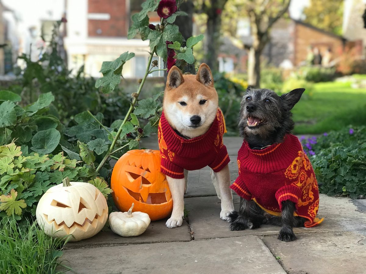 Margate Howl-O-Ween Dog Parade | Spooky Saturday