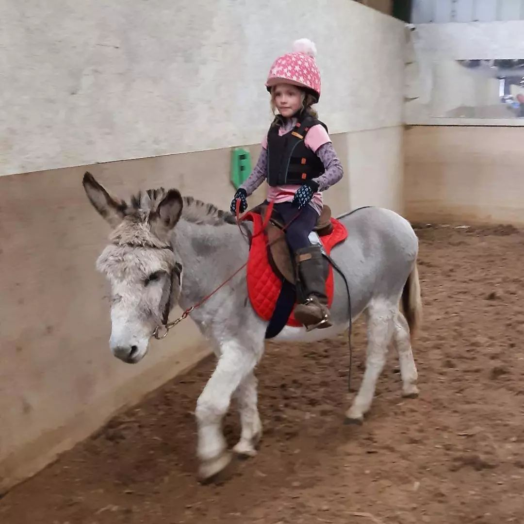 Christmas Donkey Rides