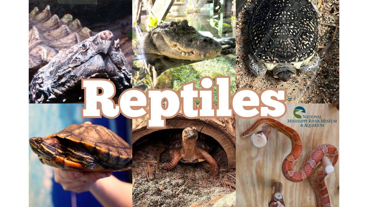 End of Summer Reading Party w\/ Reptiles