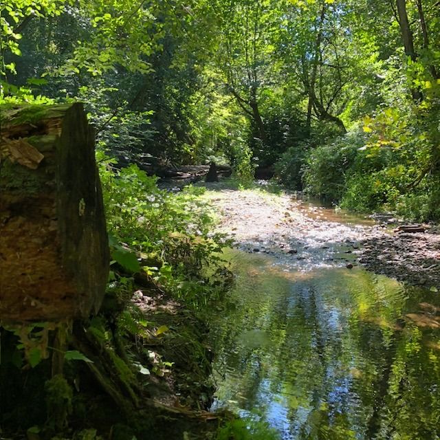 Wild Revelations of the Coal Creek Natural Area\/Red Cedar Trailhead