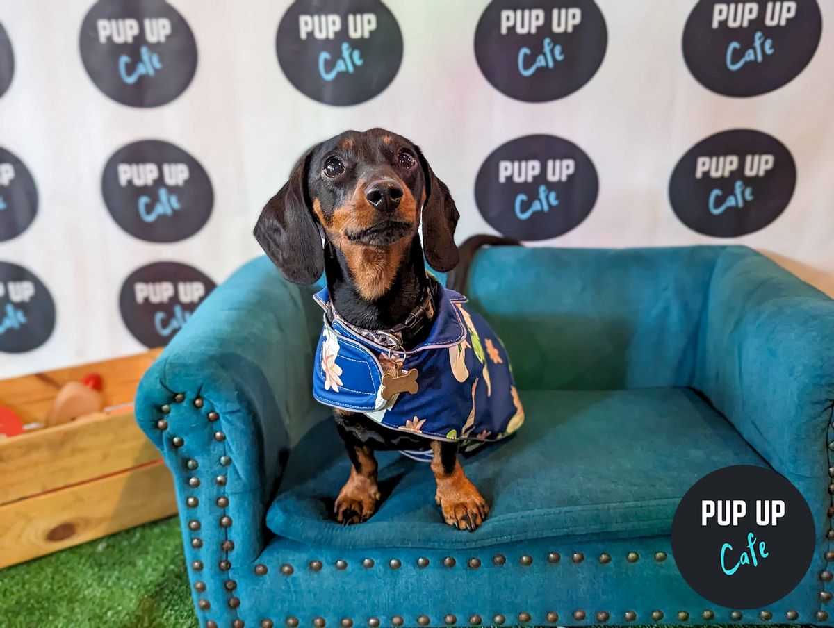  Dachshund Pup Up Cafe - Southampton