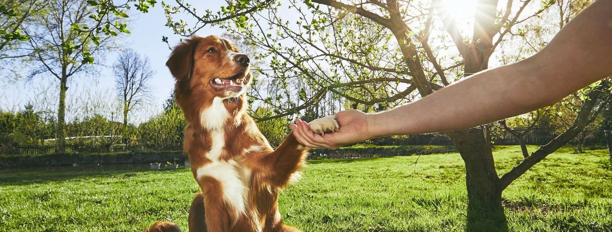 Yappy Hour with Sit Happens Dog Training