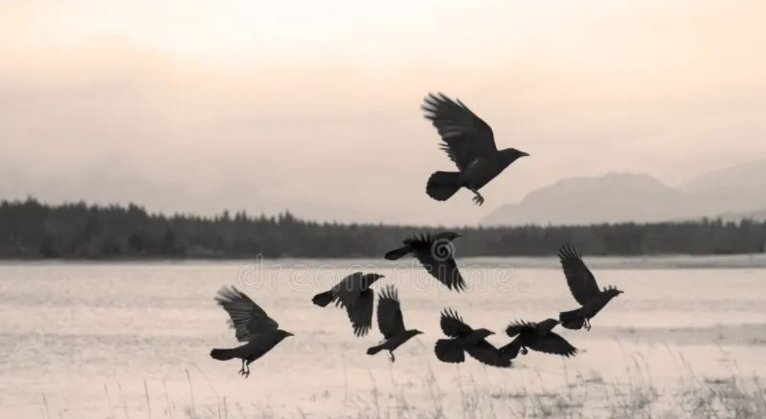 25th Annual Dale Kozlowski Memorial Crow Fest