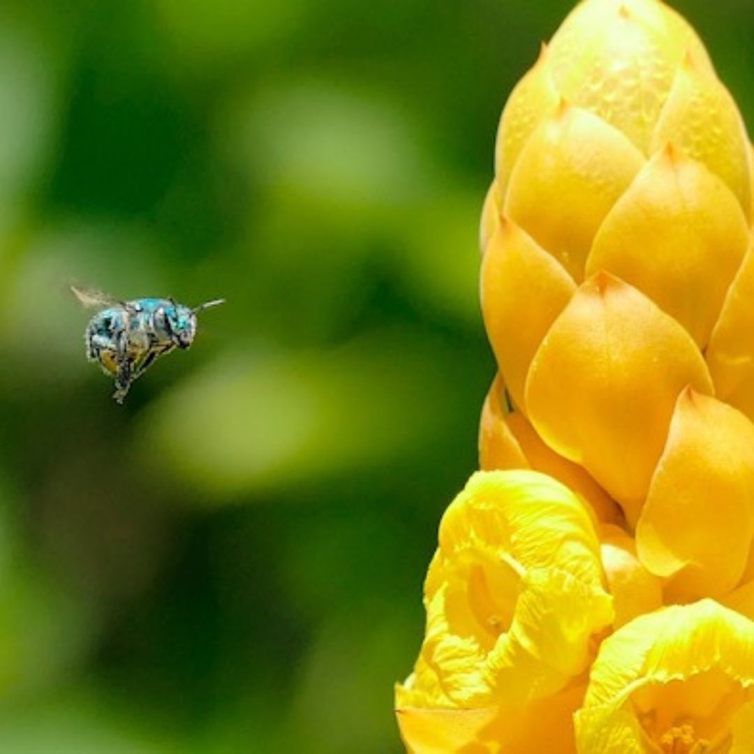 Guided Nature Tour at 10am