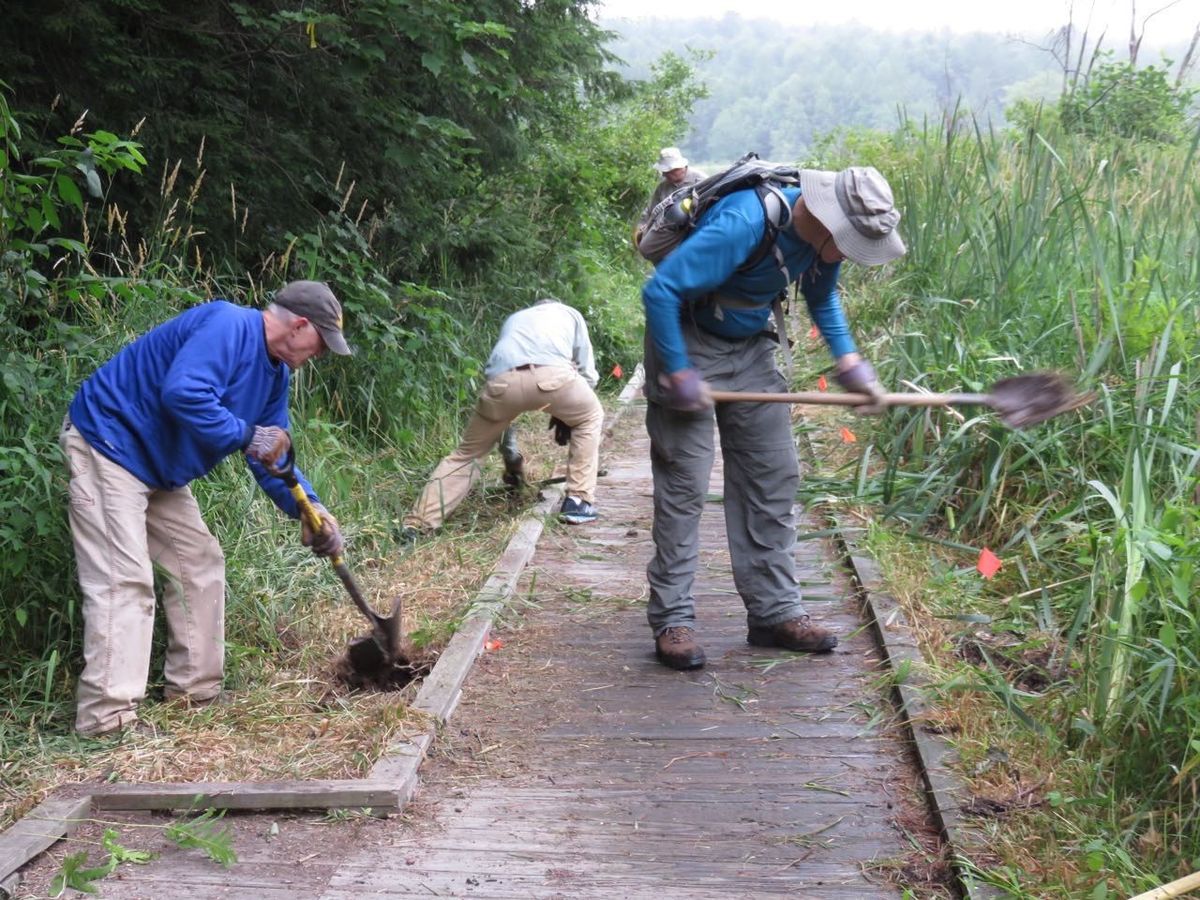 Removal of Invasives on Boggy Meadow Road