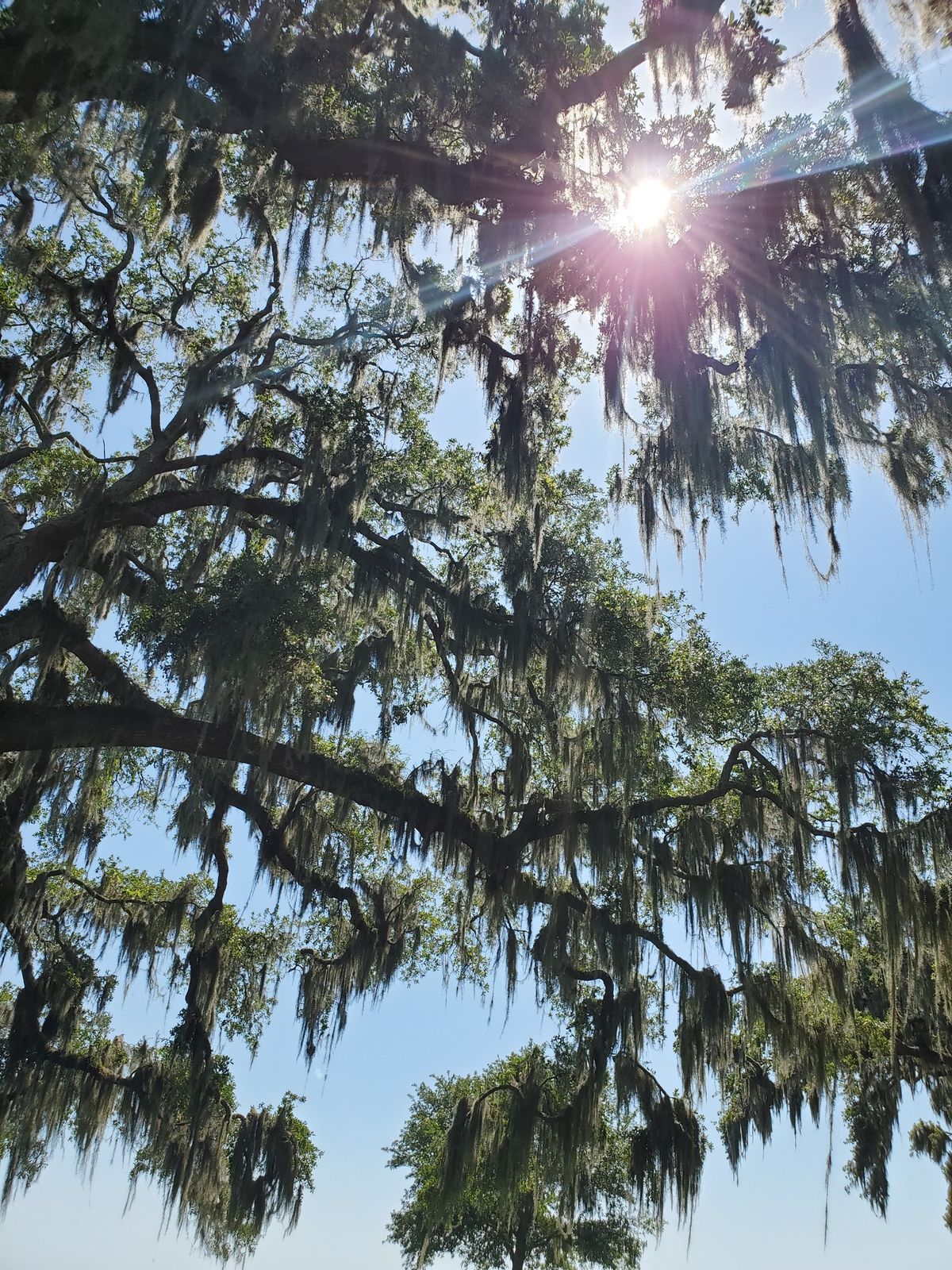 Soundbath Under the Oaks