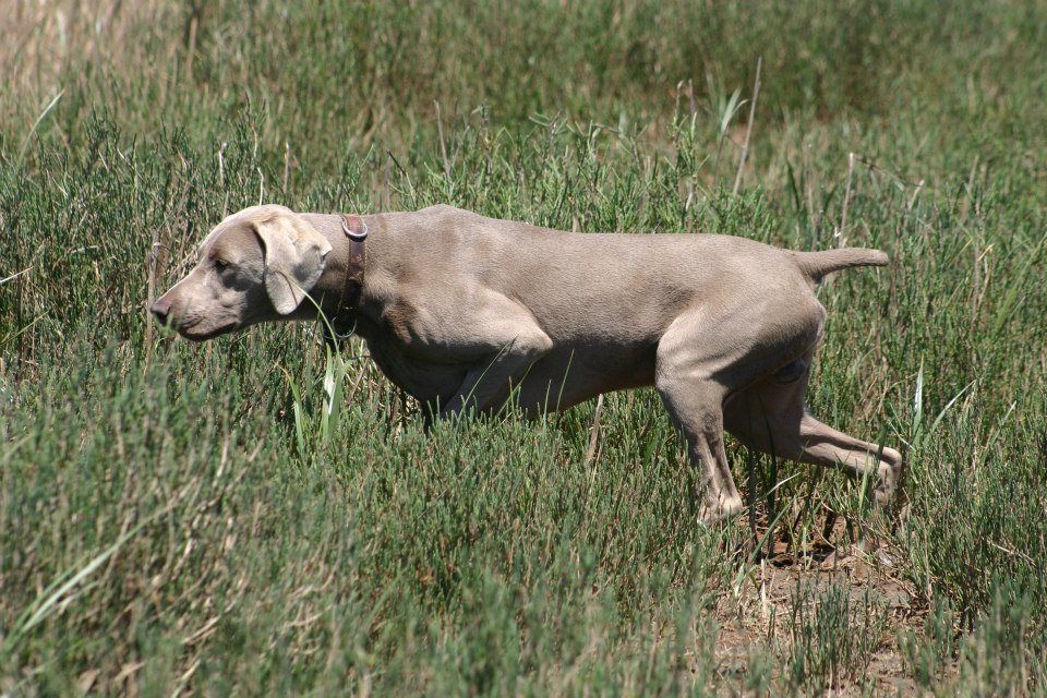 San Francisco Bay Weimaraner Club