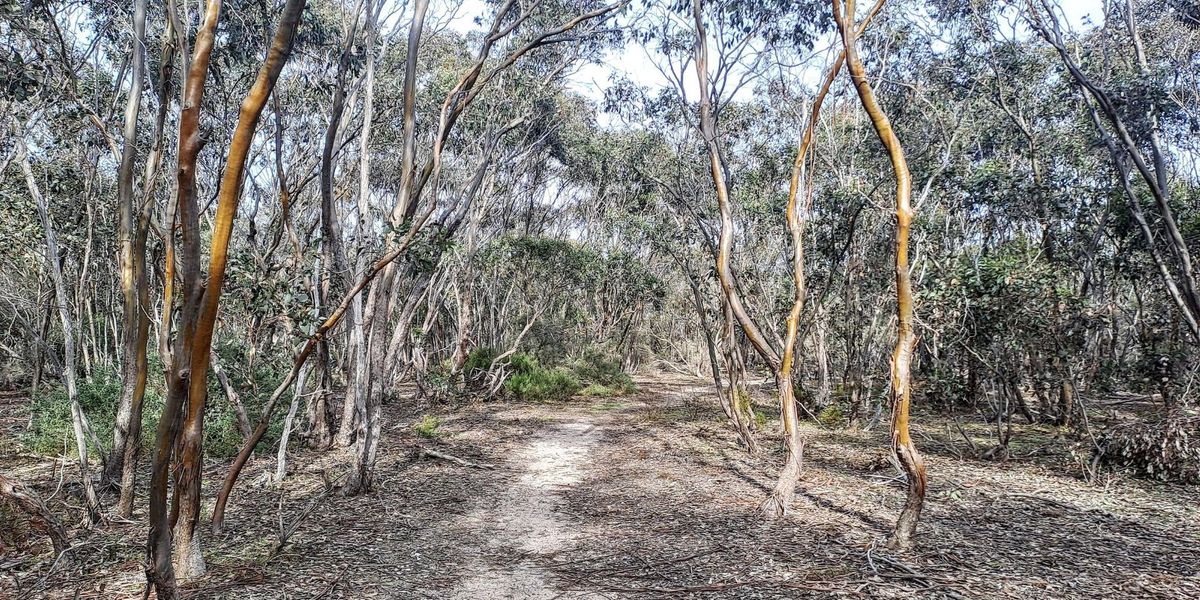 Try Bushwalking Month - The Mallee in Melton - Grade 3 (Medium)