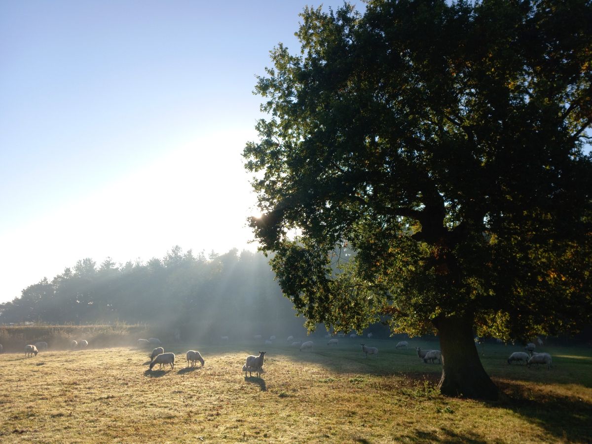 Market Bosworth Circular Walk