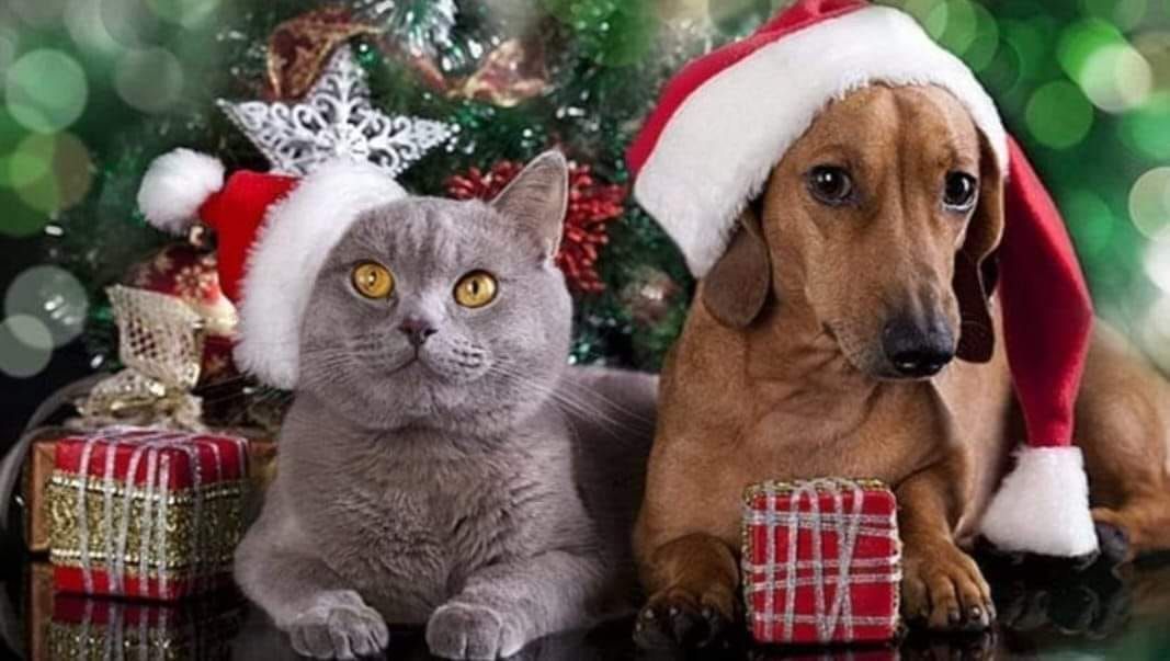 Pet Photos with Santa!