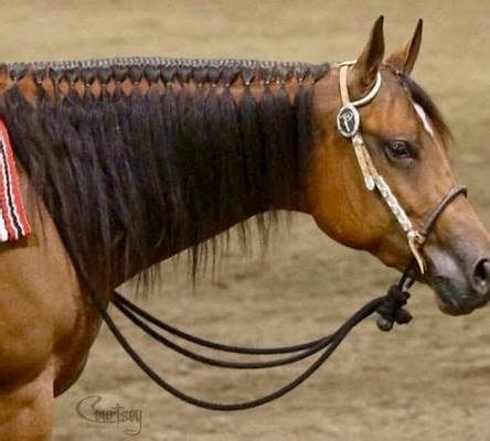 All Western Show - Boundary Horse Association 