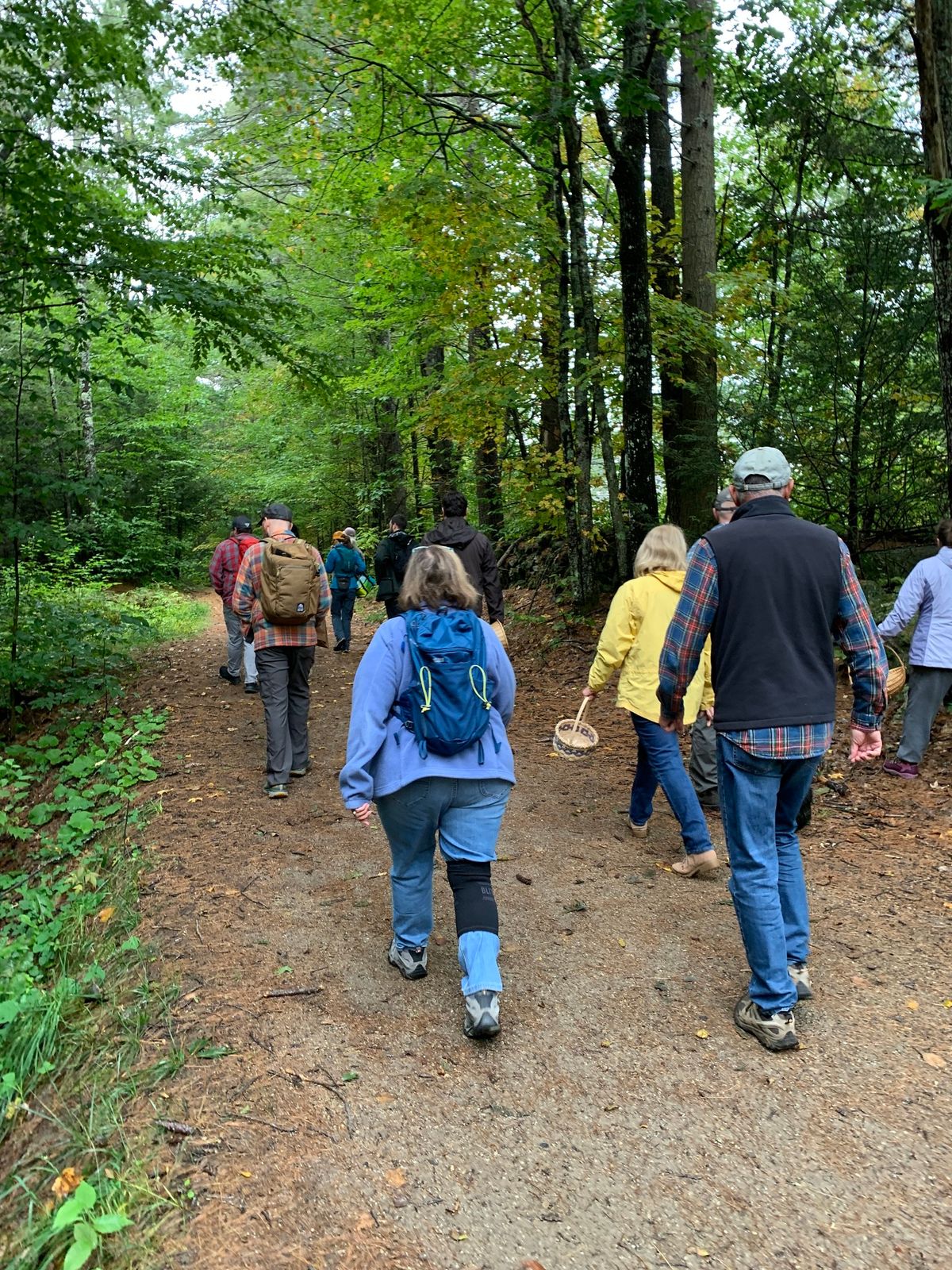 Foraging for Wild Foods & Medicines