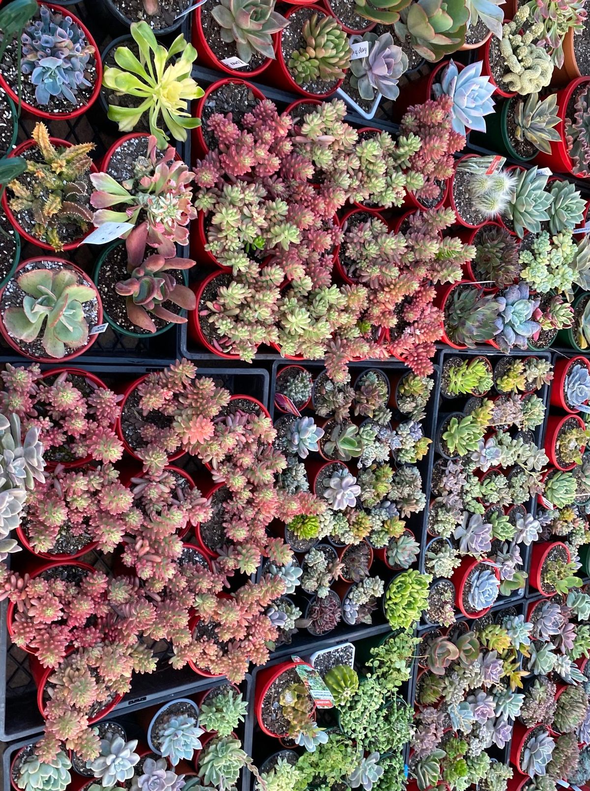 Succulent Sale at Morayfield Shopping Centre